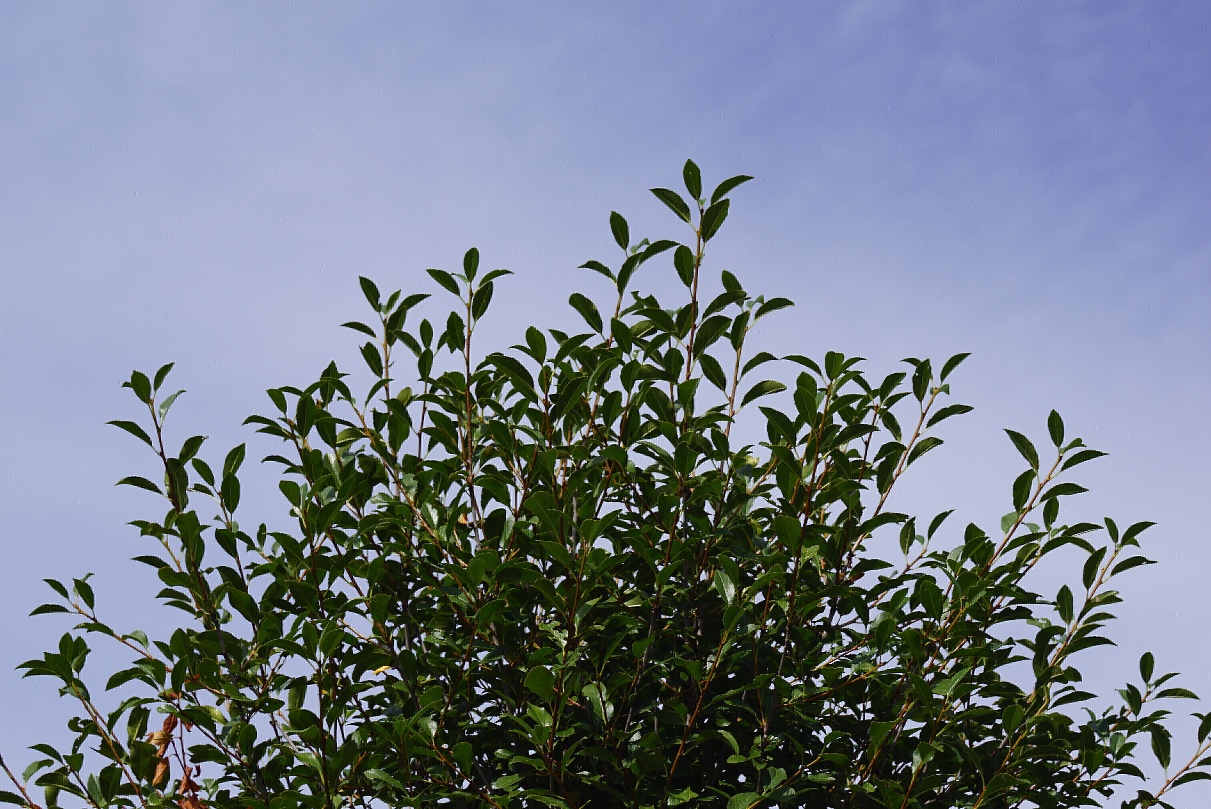 Prunus eminens 'Umbraculifera' (2)-1